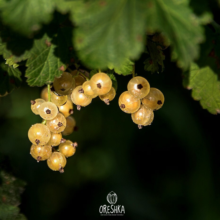 Seeds of Currant white or yellow (Ribes niveum) — 50 pcs