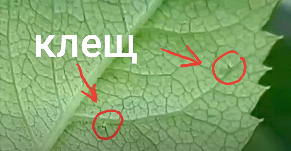 борьба с клещом ионизатором воды
