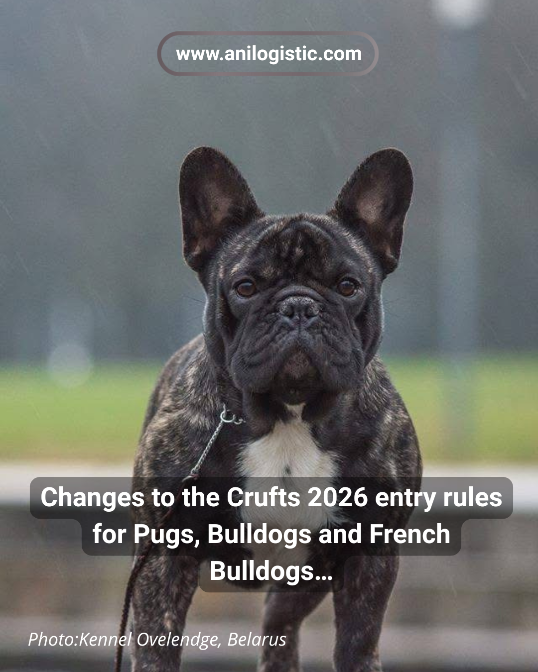 Pugs, Bulldogs and French Bulldogs at Crufts 2026 — new entry rules based on RFG respiratory function grading