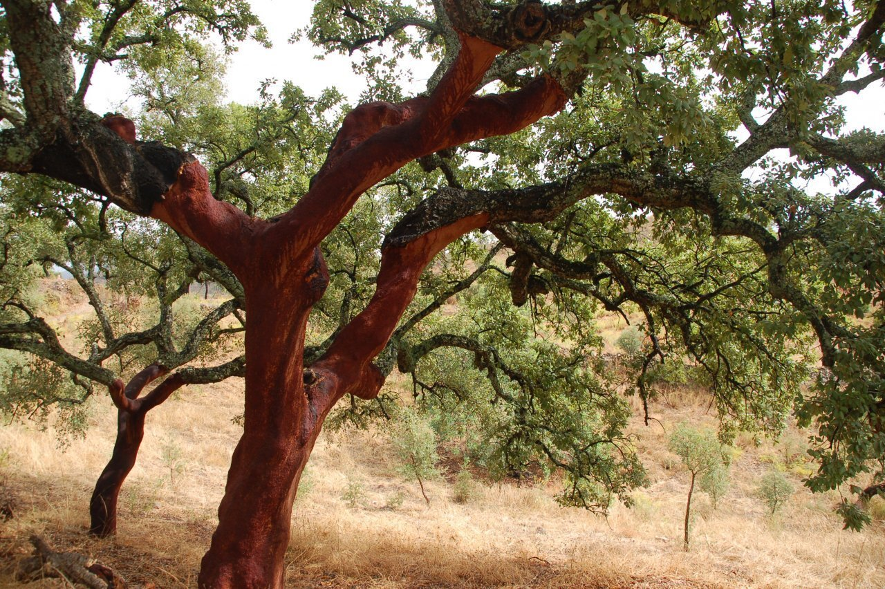 Пробковый дуб (Quercus suber)