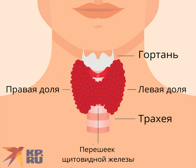 Патологии щитовидной железы