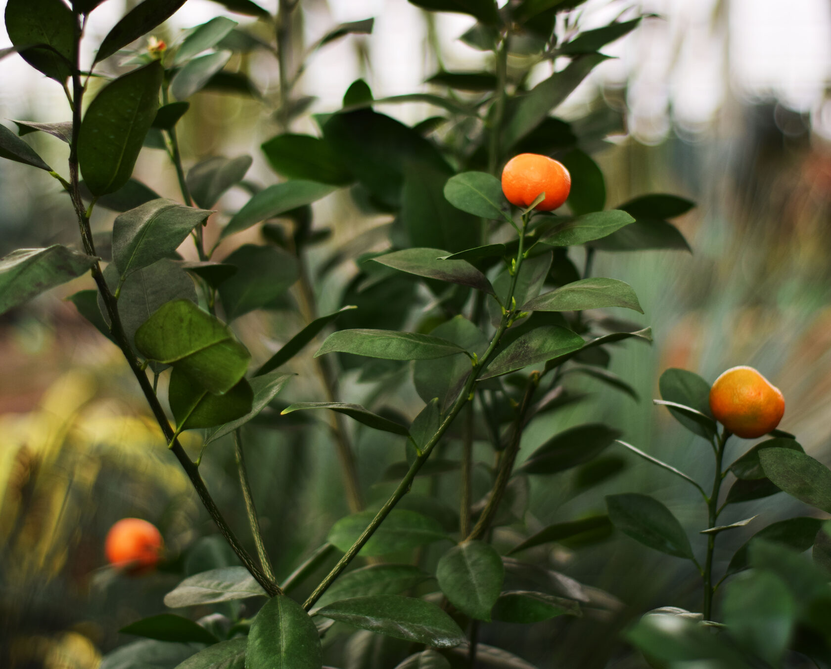 Каламондин. Ботанический сад КемГУ. Фото Журавлевой Л.В.