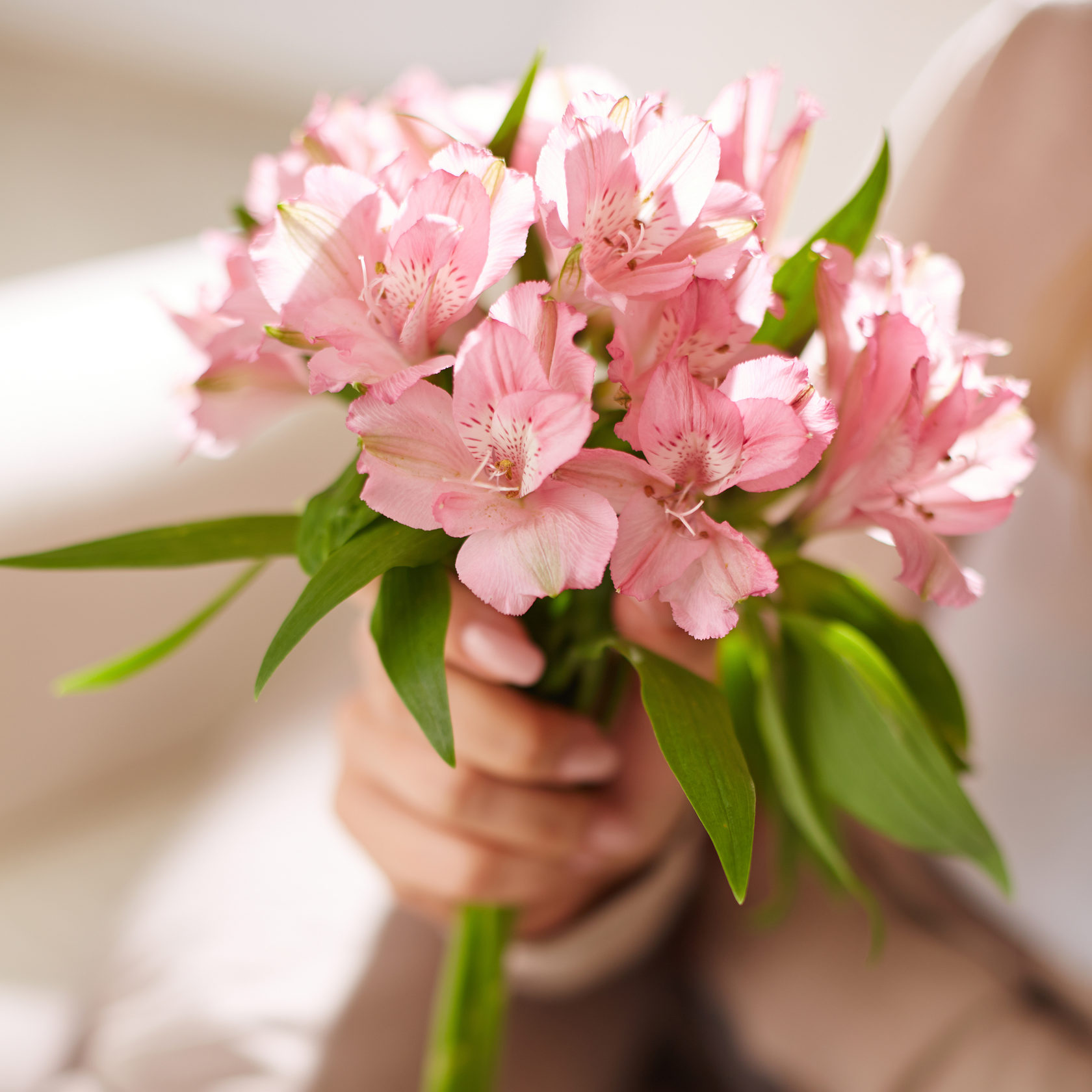 Альстрамерии