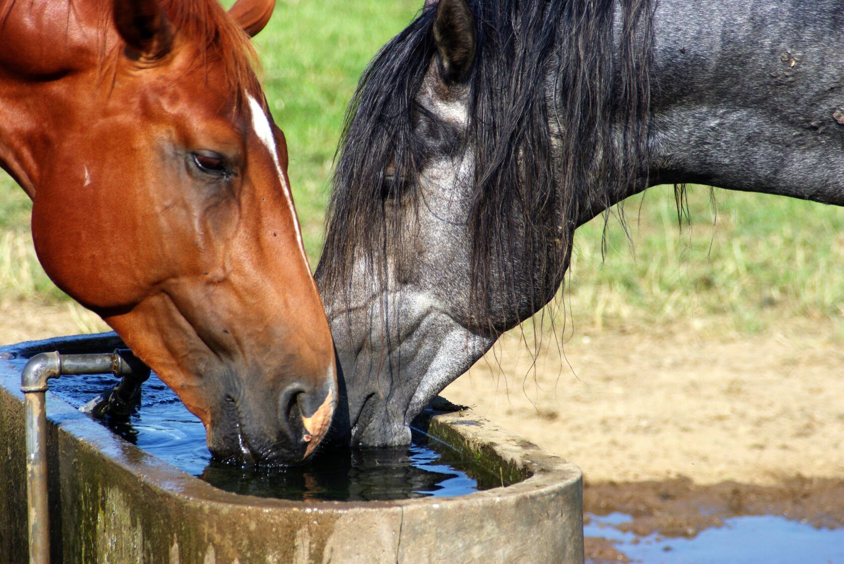 Лошадь пьет чай. Поение лошадей. Лошадь пьет. Лошадь пьет воду. Животные пьют воду.