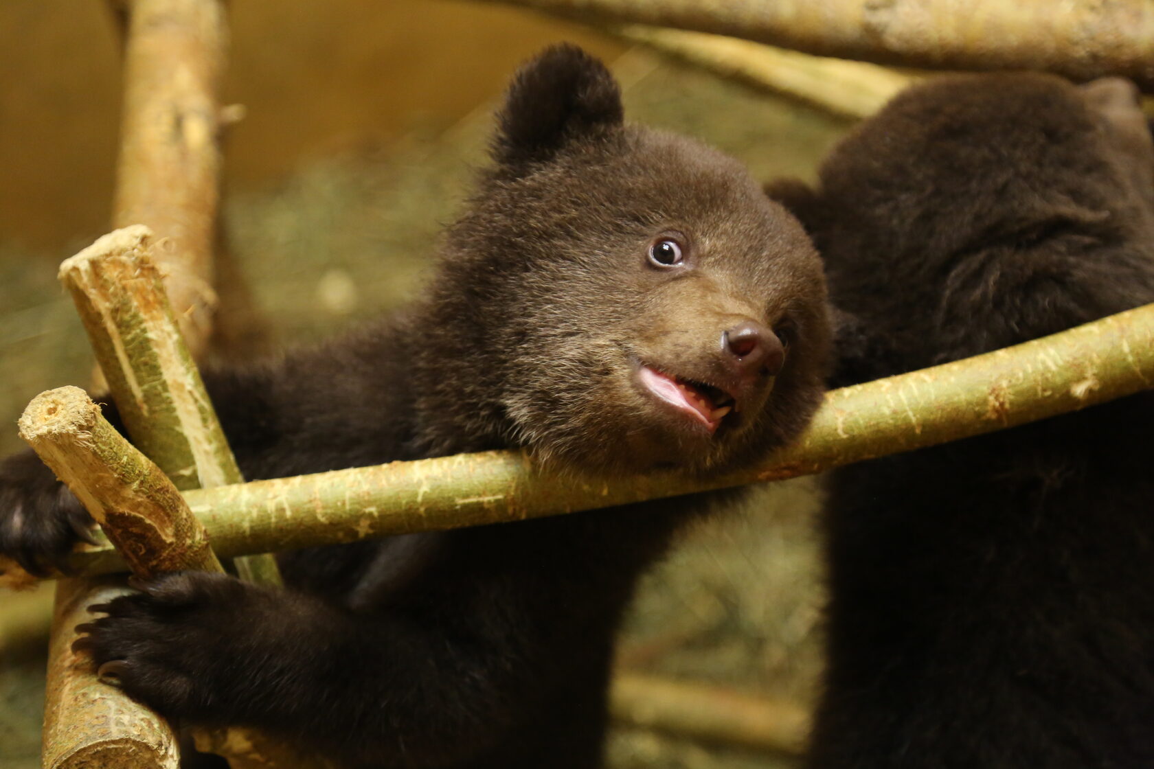 Медвеженок. Юный медвежонок. Сокольские медведи хоккейная команда. Младший мишка. Медвежонок в тверской.
