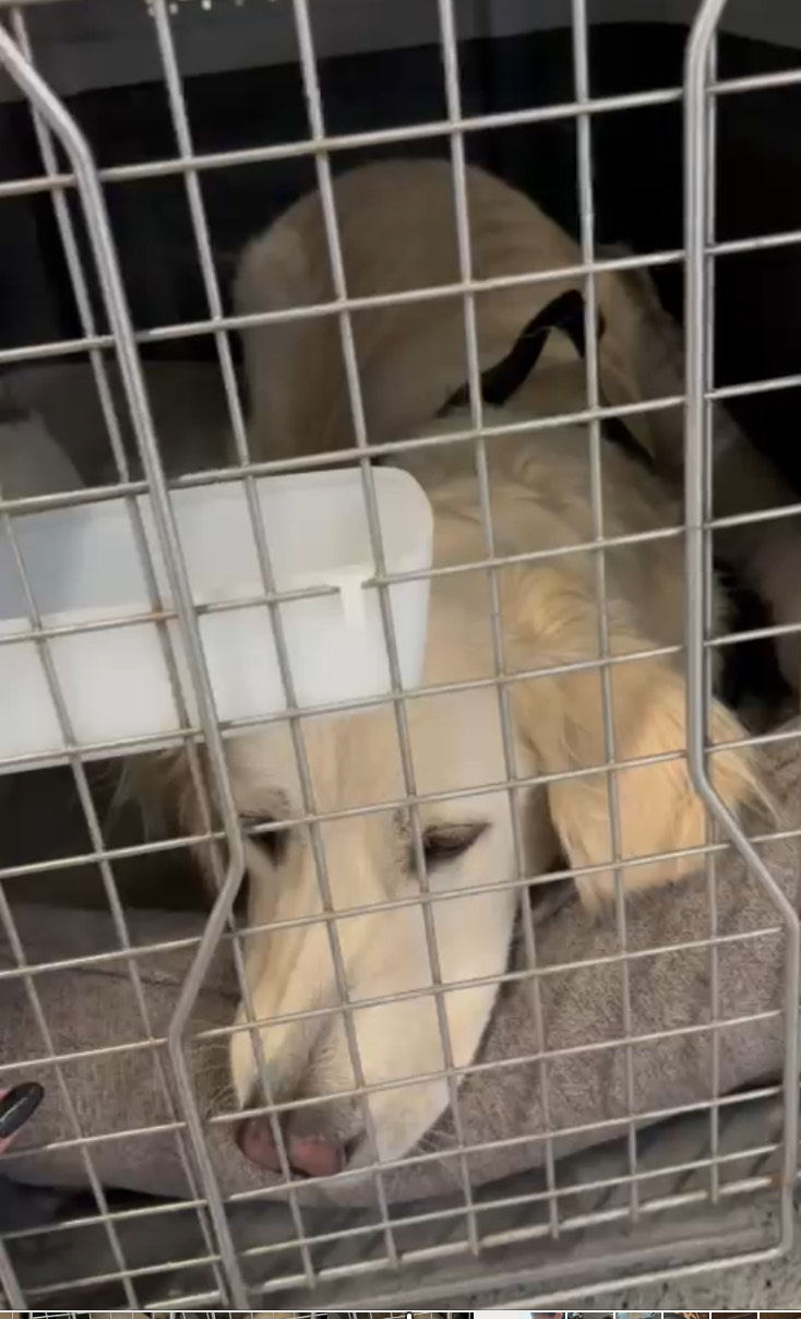 sedatives don’t make pet travel safer — they can make it more dangerous.