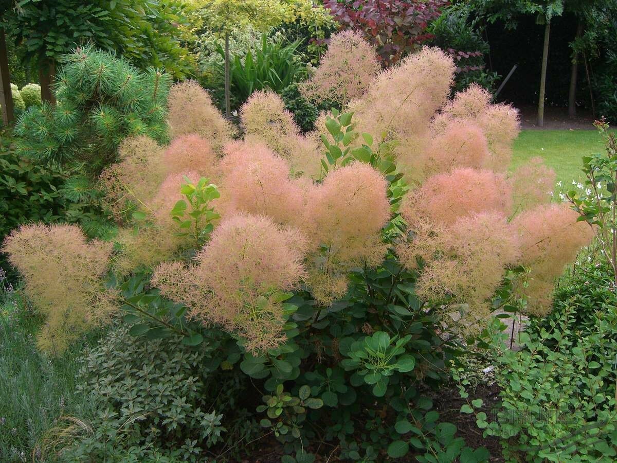 Скумпия Кожевенная Cotinus coggygria