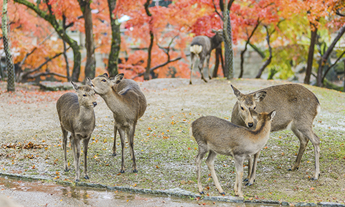 Олени в осенний день в парке в городе Нара