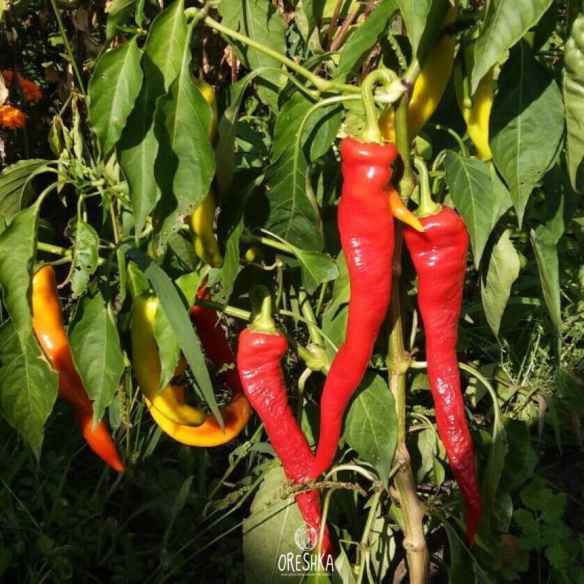 Seeds of Hot pepper Tsitsak red - 100 pcs
