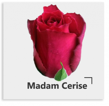 Сорта вишневого цвета Madam Cerise
