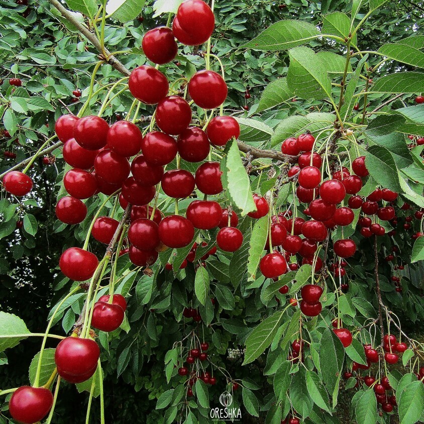 Seeds of Sour cherry (Cerasus) — 10 pcs