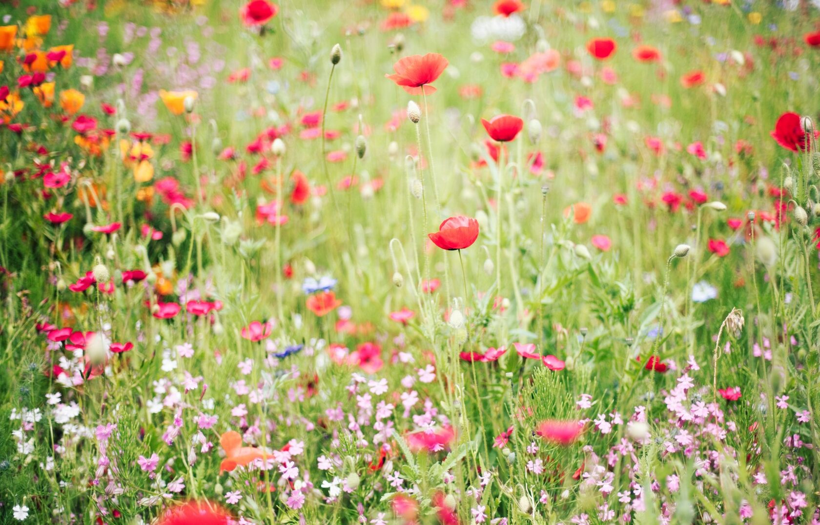 Wild Flower Meadow