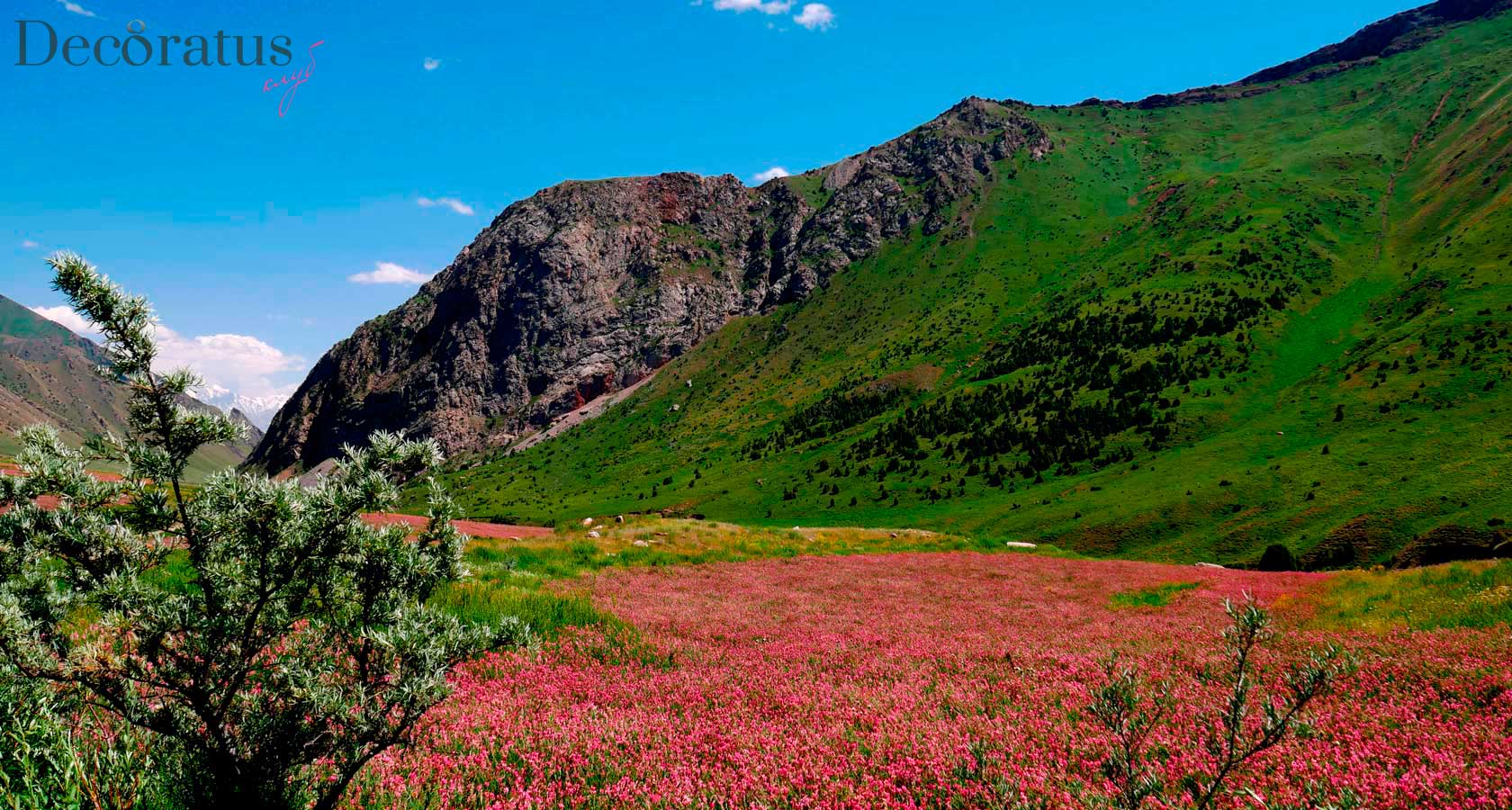 Чон Алайская долина Киргизии (кыргызстан)