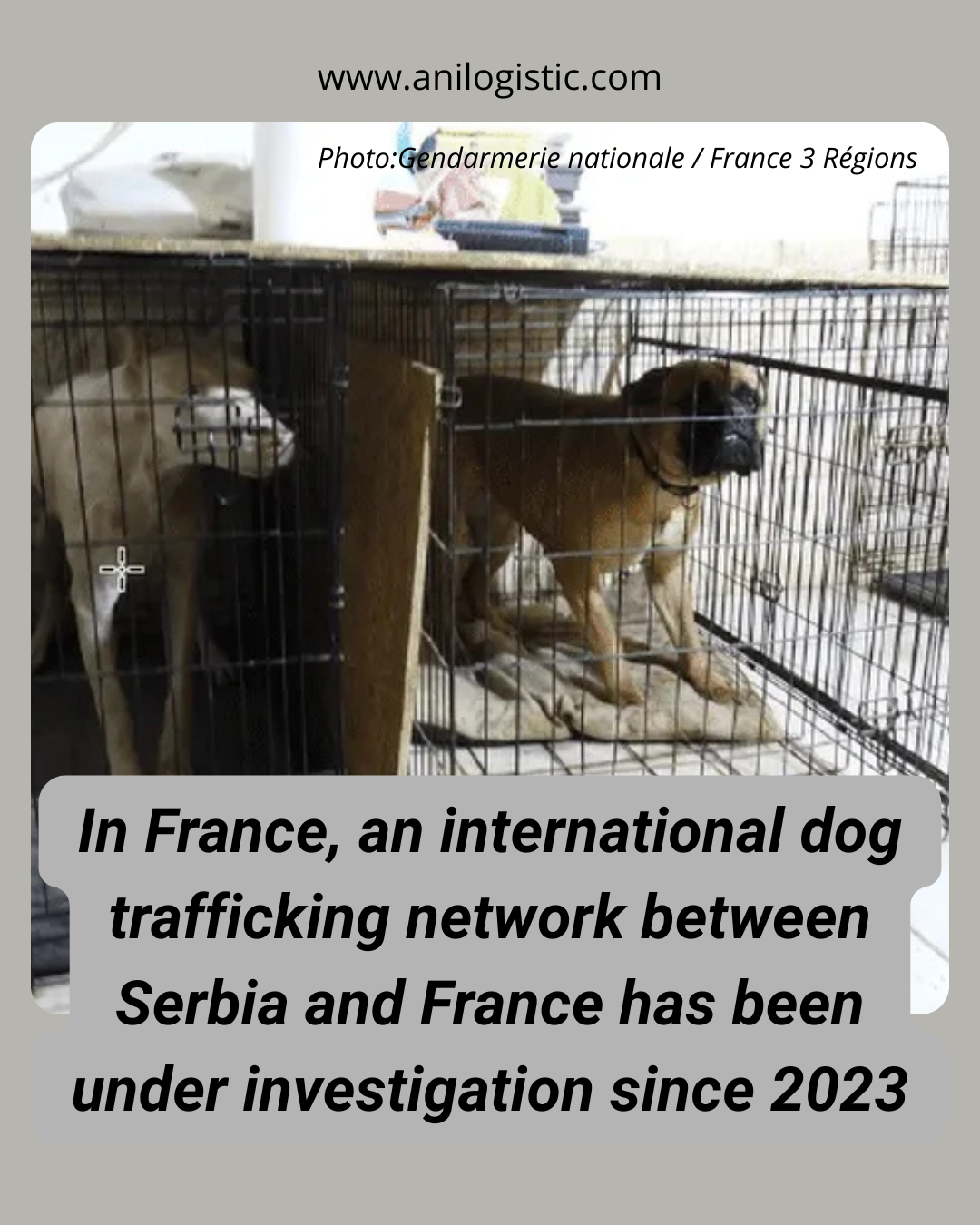 Dogs seized during an investigation into international illegal dog trafficking between Serbia and France
