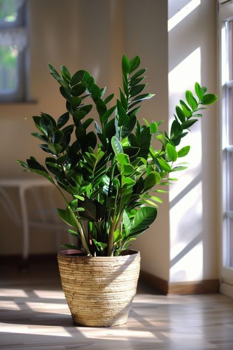 Potted plant on wooden shelf