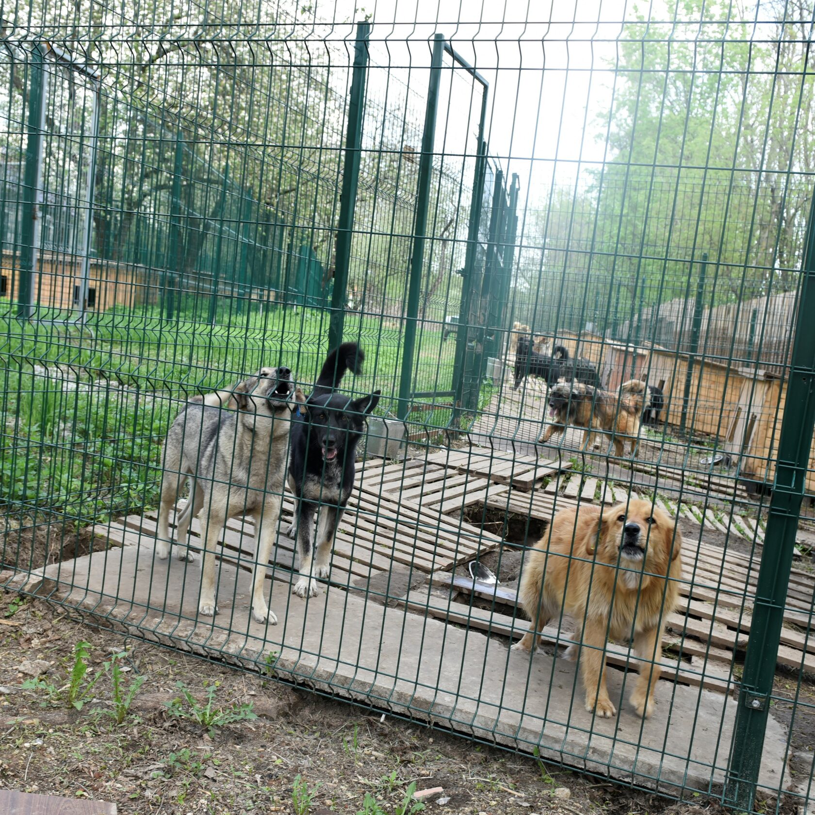 Приют Домашний (Балашиха)