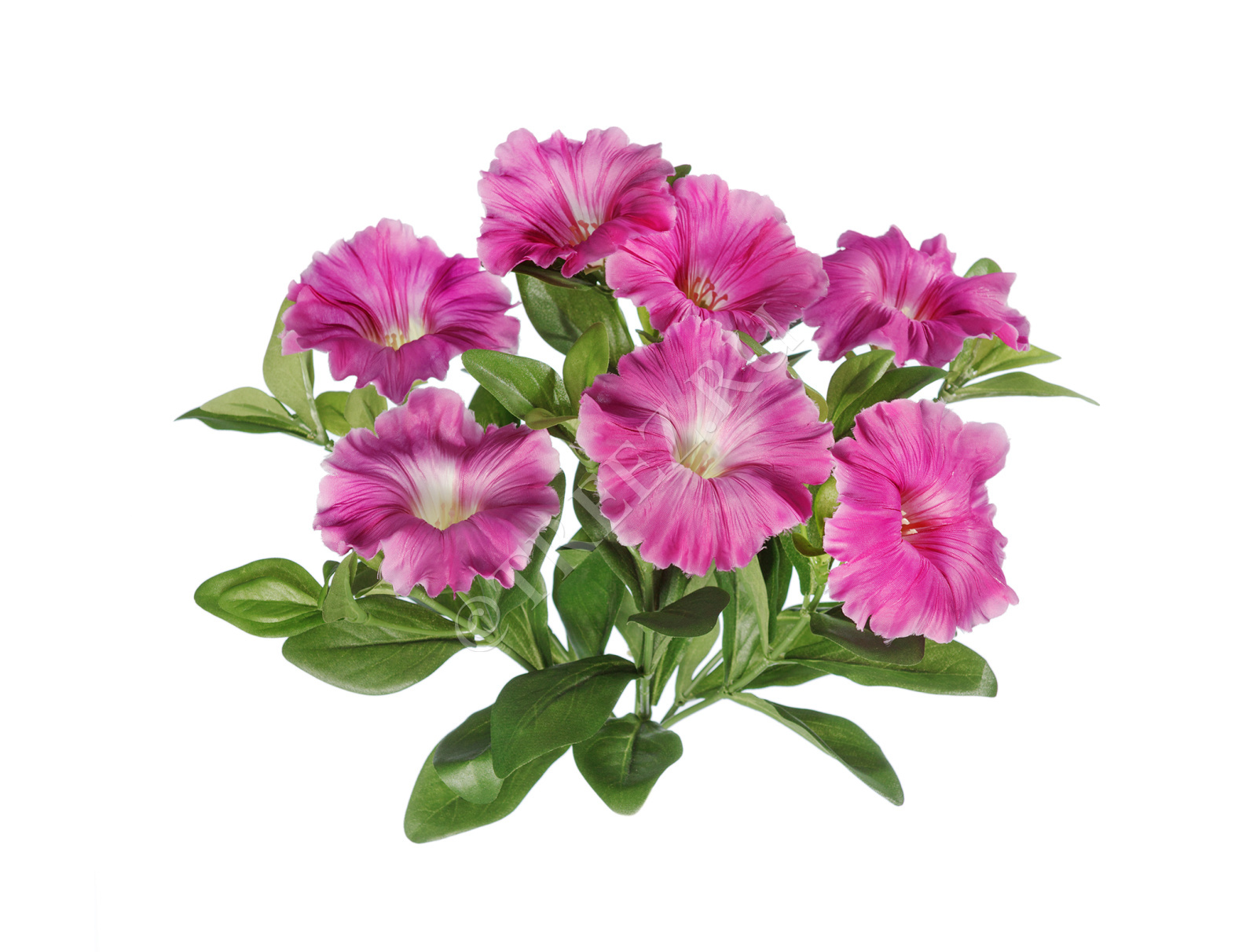 Петуния Яблоневый Цвет Купить