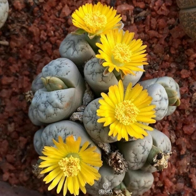Seeds of Succulent Lithops werneri C 188 very rare (Lithops werneri C 188 very rare) — 10 pcs