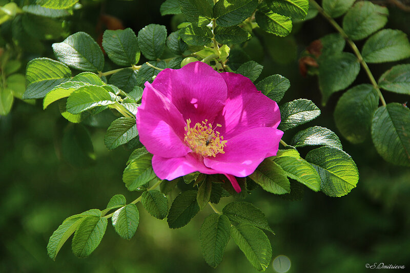 Роза морщинистая фото и описание кустарника