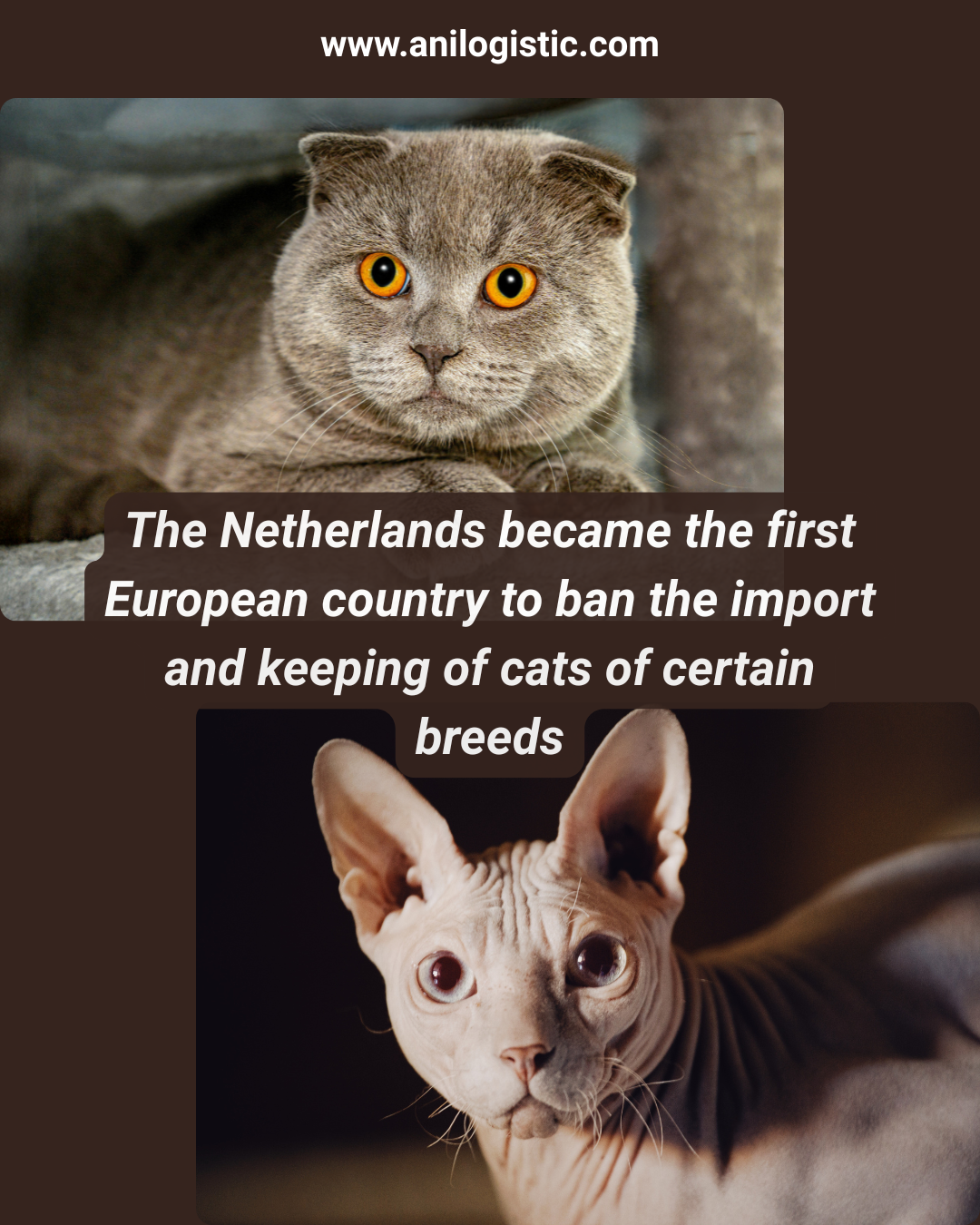 The Netherlands ban the import and keeping of cats of certain breeds