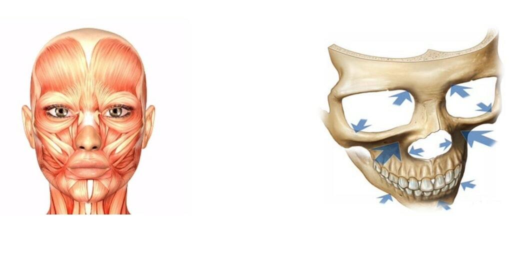 Орбитальная кость лица где находится. Старение лицевого скелета. Старение мышц. Facial structure. Face structure.