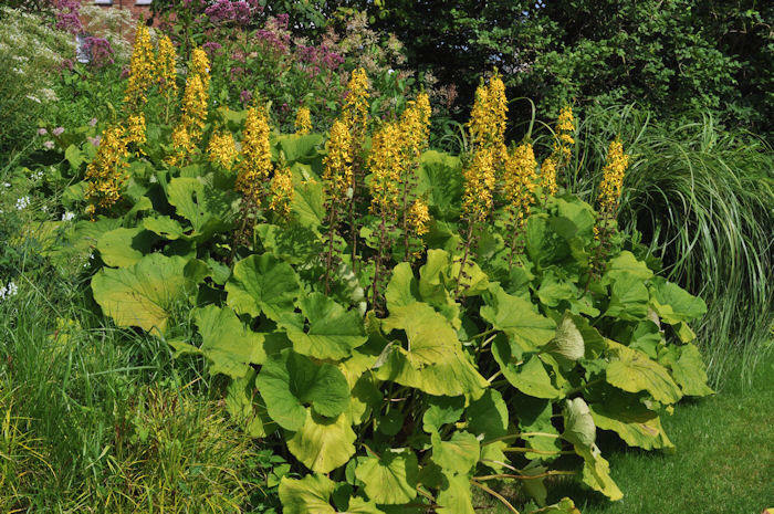 Бузульник Вича (Ligularia veitchiana)