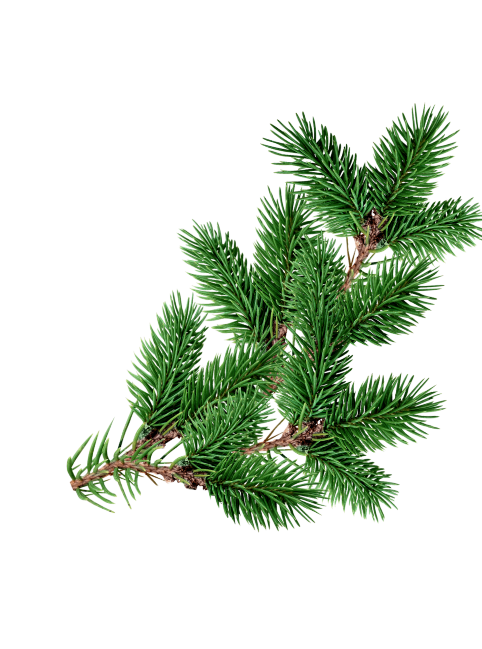 натуральная косметика, магазин профессиональной косметики, крем для ног, крем для ног с мочевиной, крем для ног купить, масло для ногтей, масло монарды для ногтей, масло для ногтей купить, косметика для ногтей, дезодорант для ног