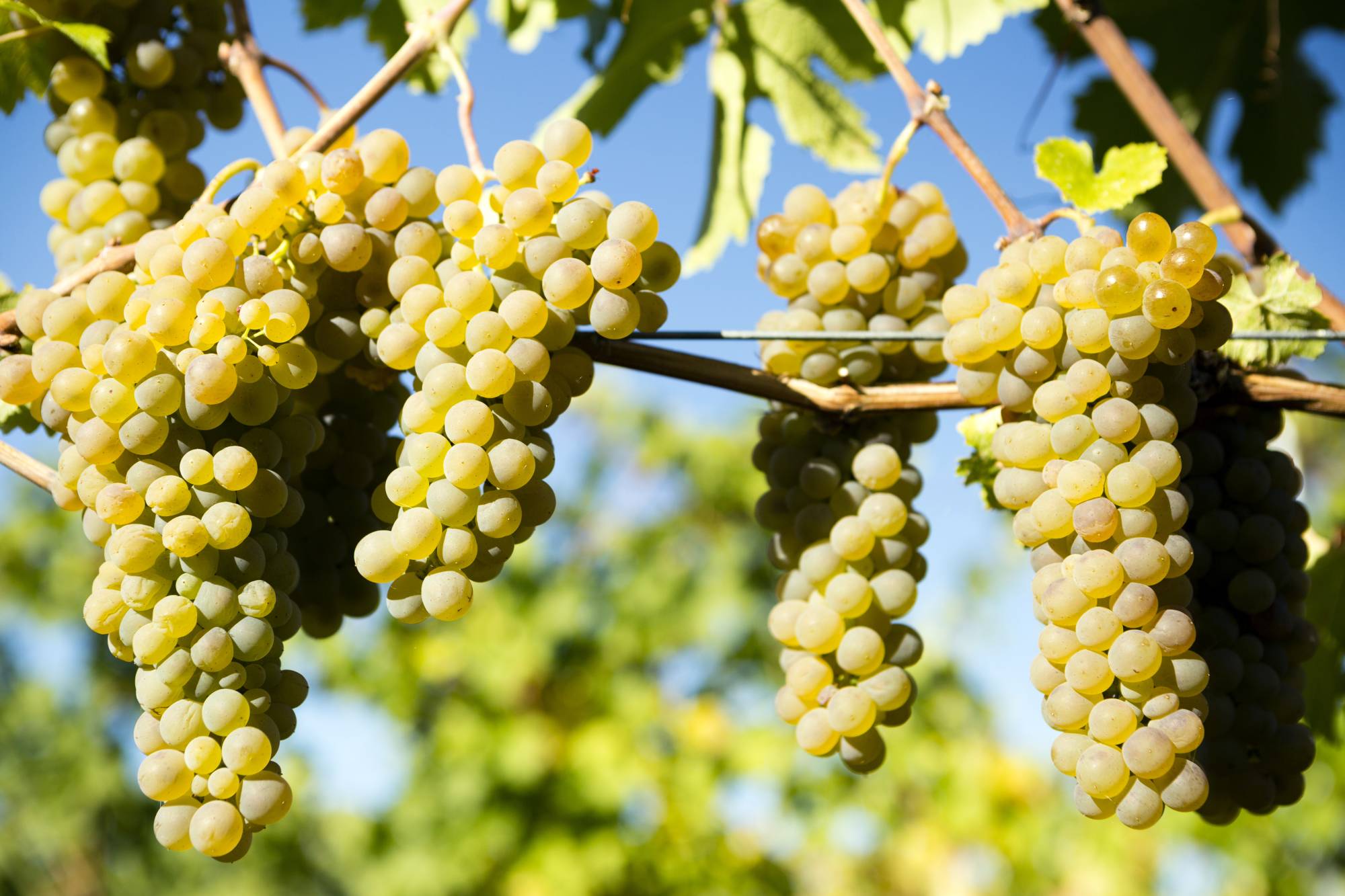 Сорт винограда для белого вина 7 букв. Виноград Вионье. Вионье сорт винограда. Viognier grape variety. Долина Роны сорта винограда.