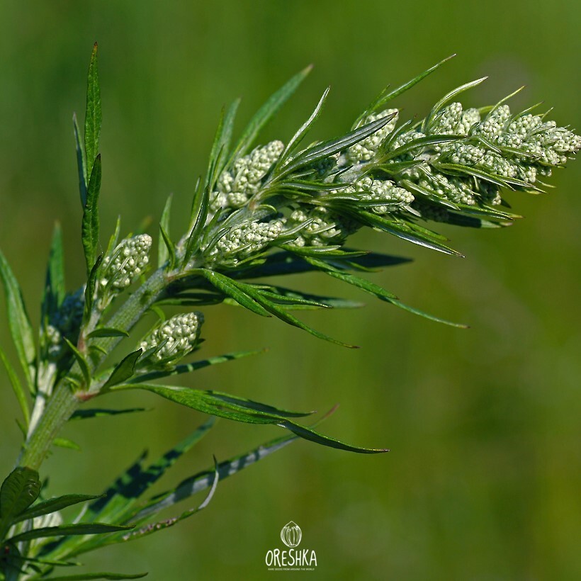 Seeds of Mugwort - 1000 pcs