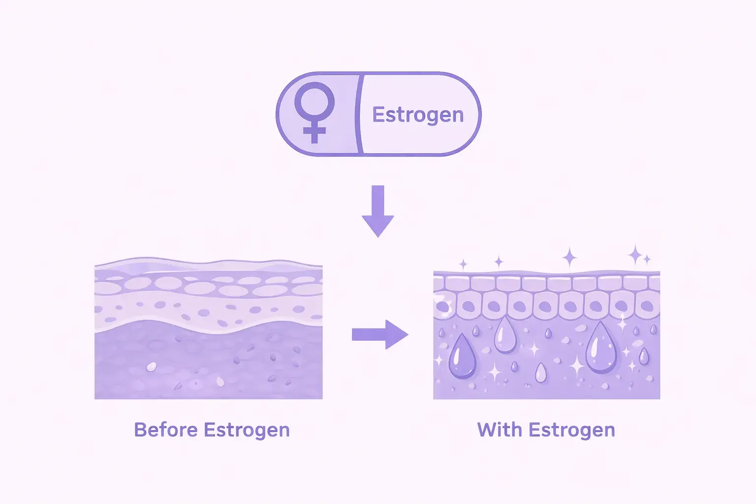 Схематичное изображение влияния эстрогена на слизистую