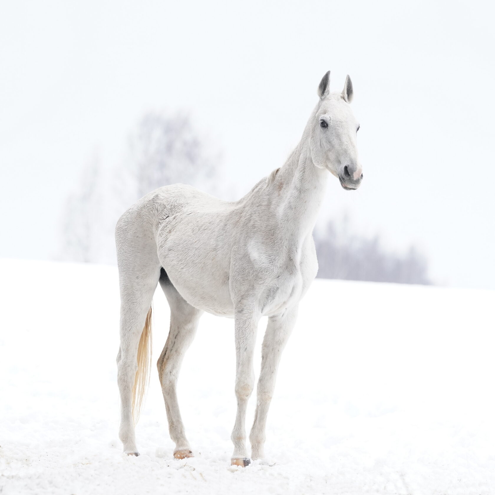 Akhal-Teke horse &amp;quot;White&amp;quot;. Photo by Elena Mashkova