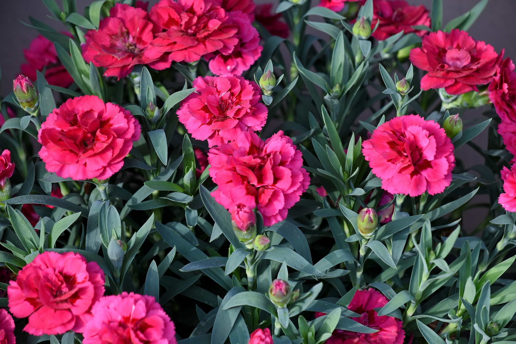 Гвоздика Dianthus Doris