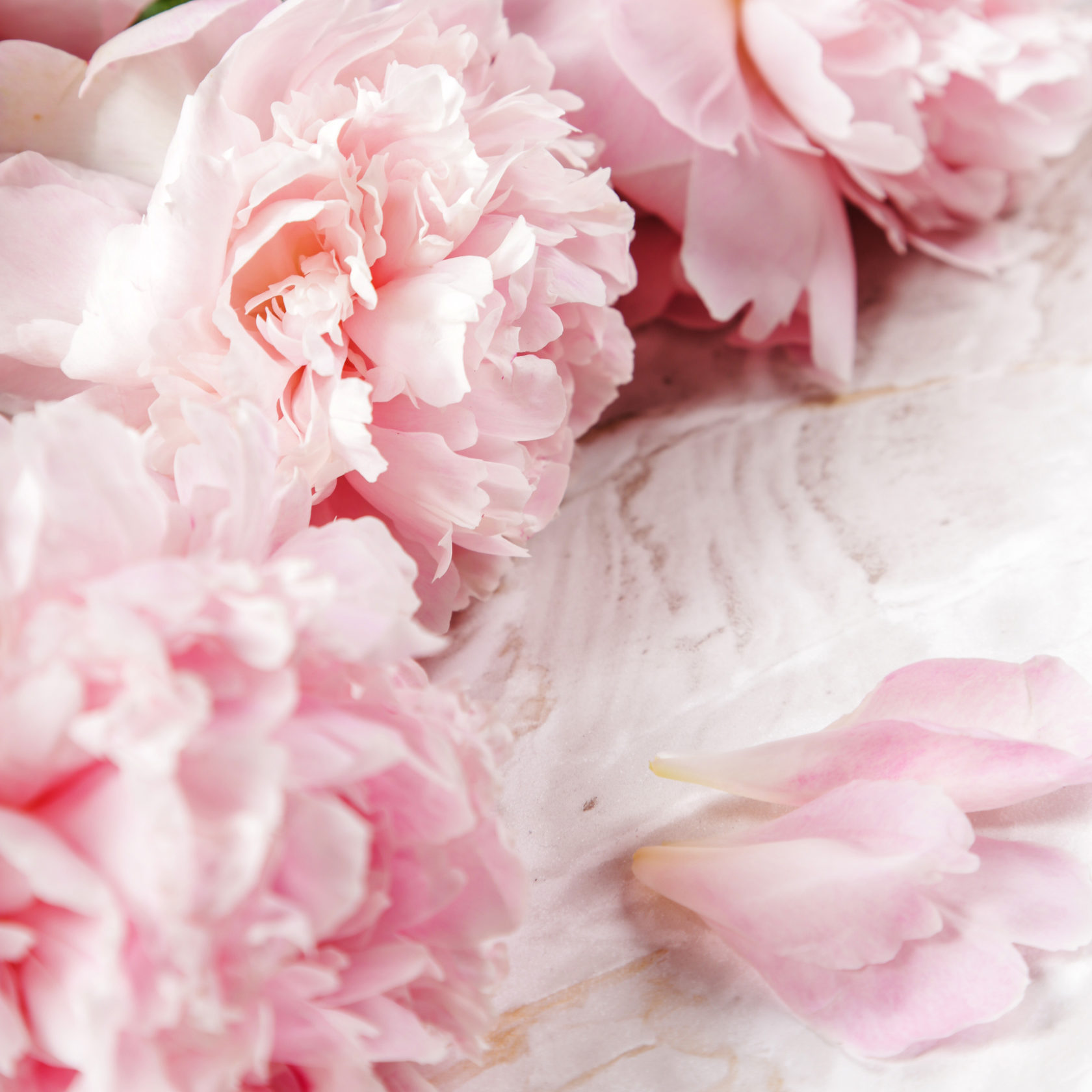 цветы макро