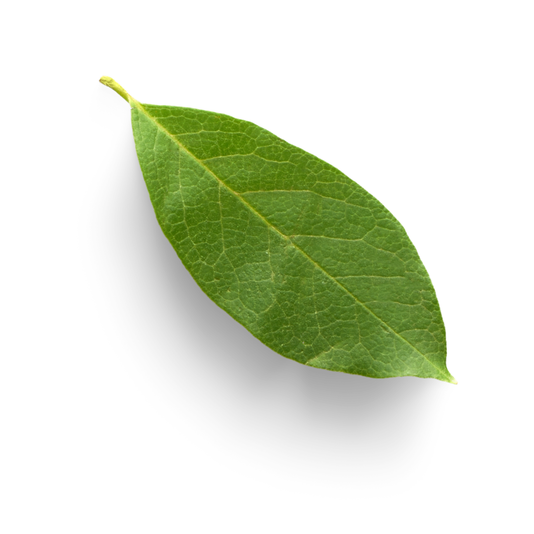 лицензия на образовательную деятельность