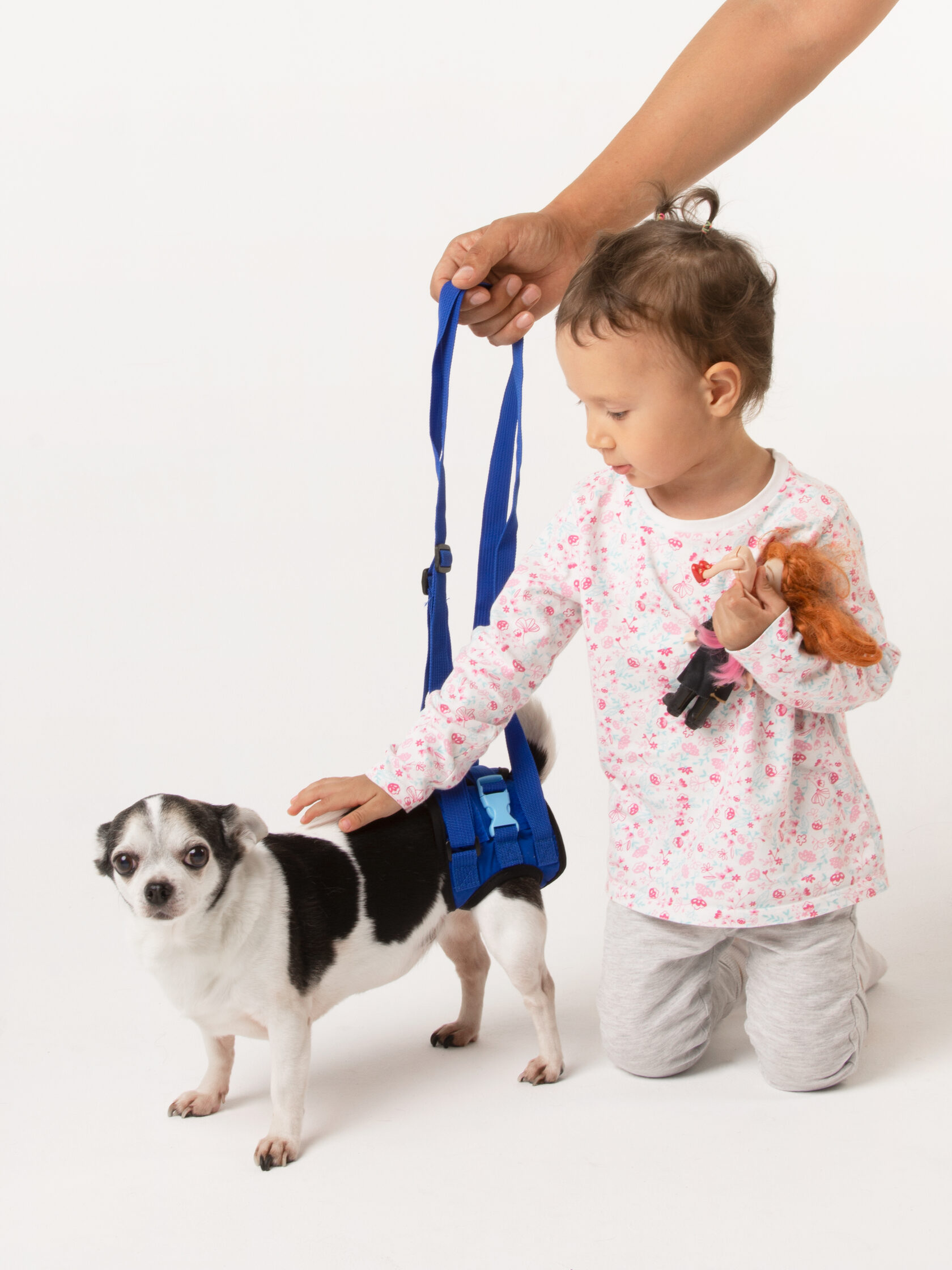 Kind hilft Hund mit Gehhilfe