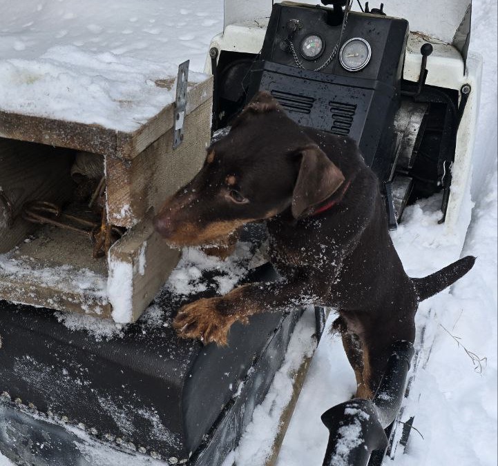 Приучение щенка ягдтерьера к разной технике