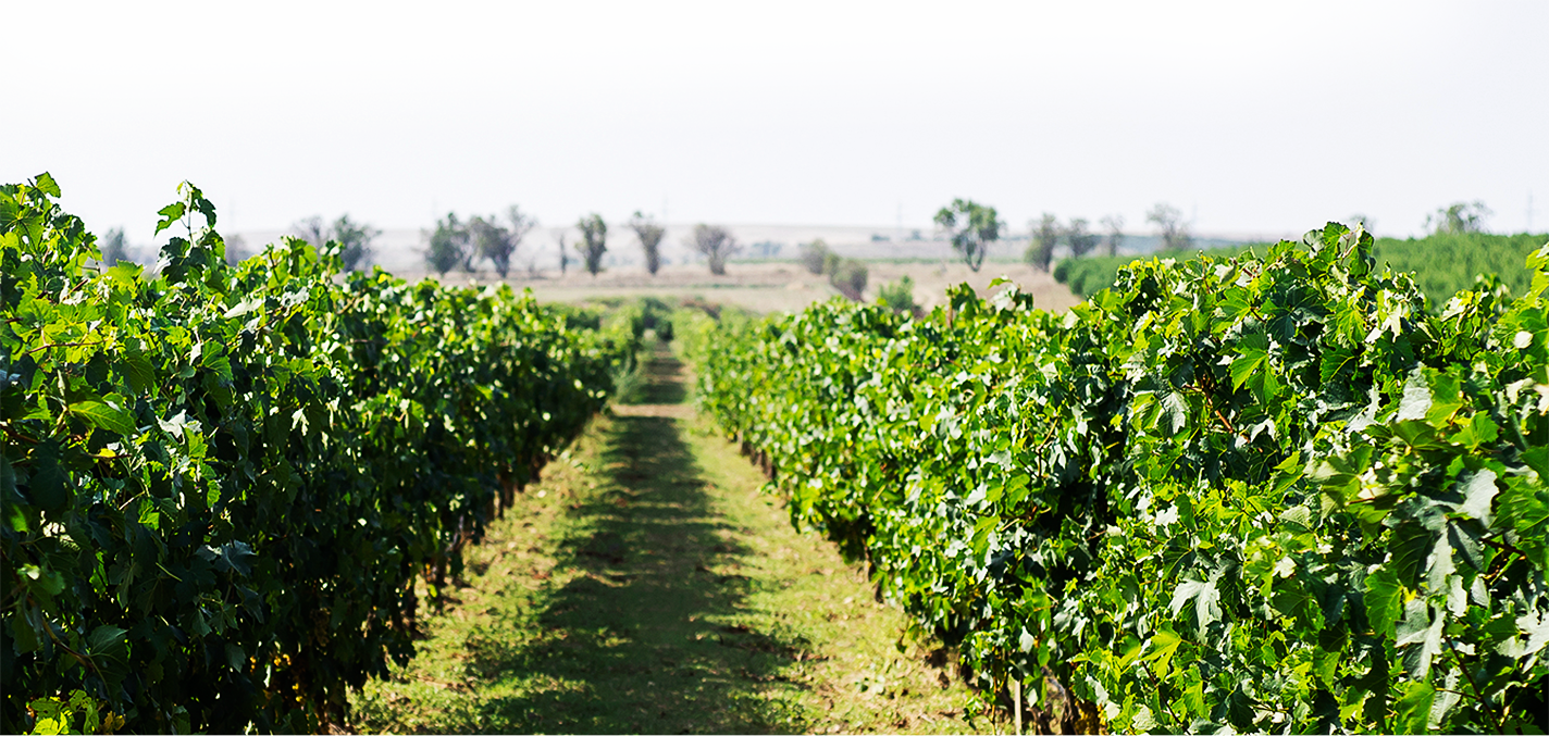 Винодельня Бурлюк