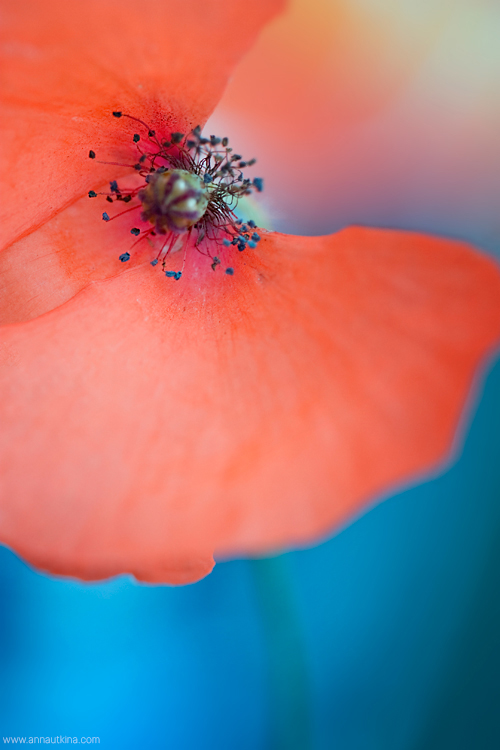 macro, macro flower, macro art, anna utkina, photography, macrophotograpy, floral art, макро, макрофотография, анна уткина