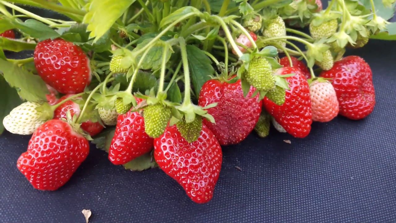 клубника азия