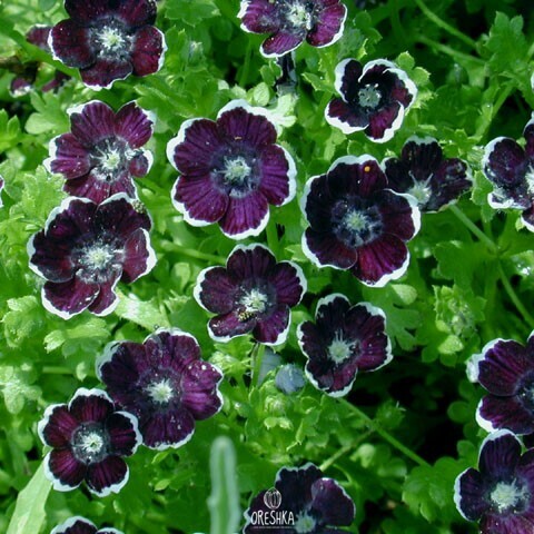 Seeds of Nemophila Disco (Nemophila)
