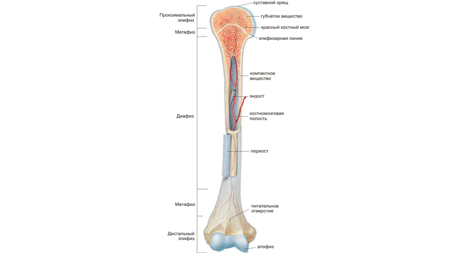 Классификация костей из анатомии скелета