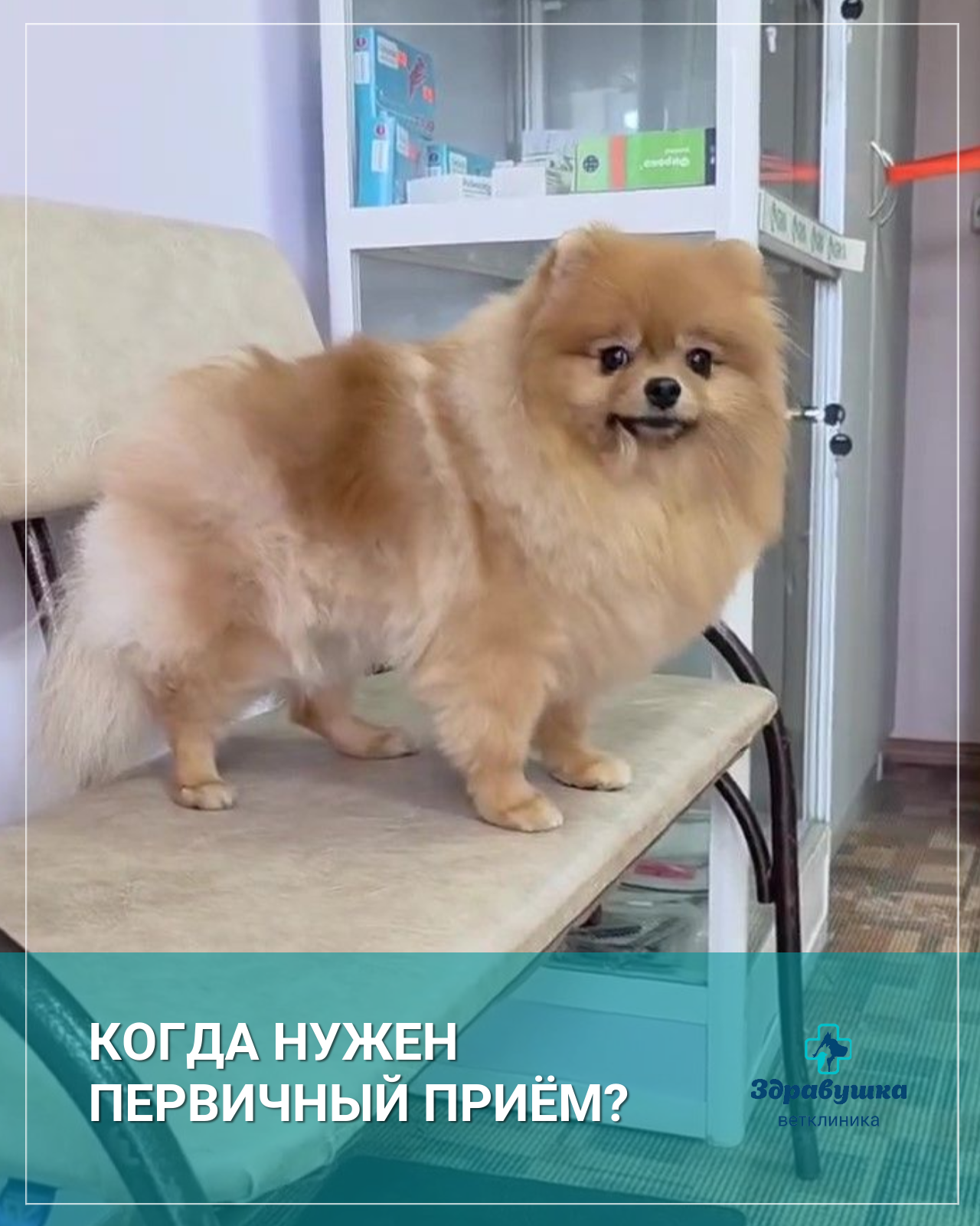 первичный прием ветеринара