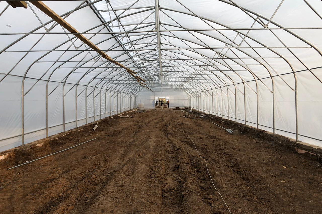 растения на продажу