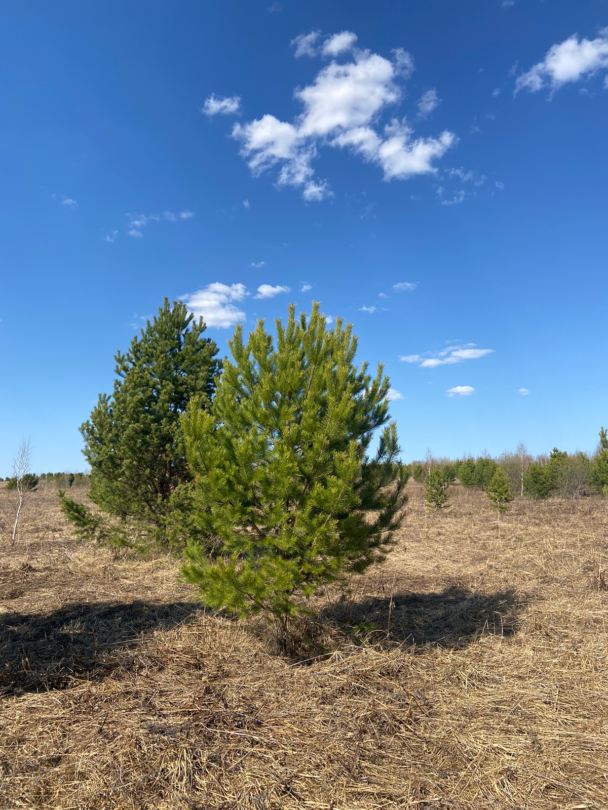 Scots pine is the right solution for your garden | Блог о ландшафтном ...