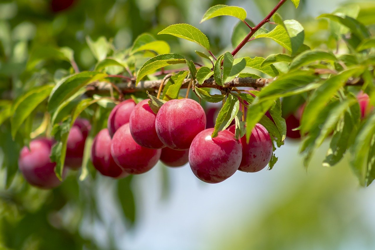 Слива дерево. Prunus salicina. Плодовые деревья слива. Сливовое дерево. Сливовый сад.