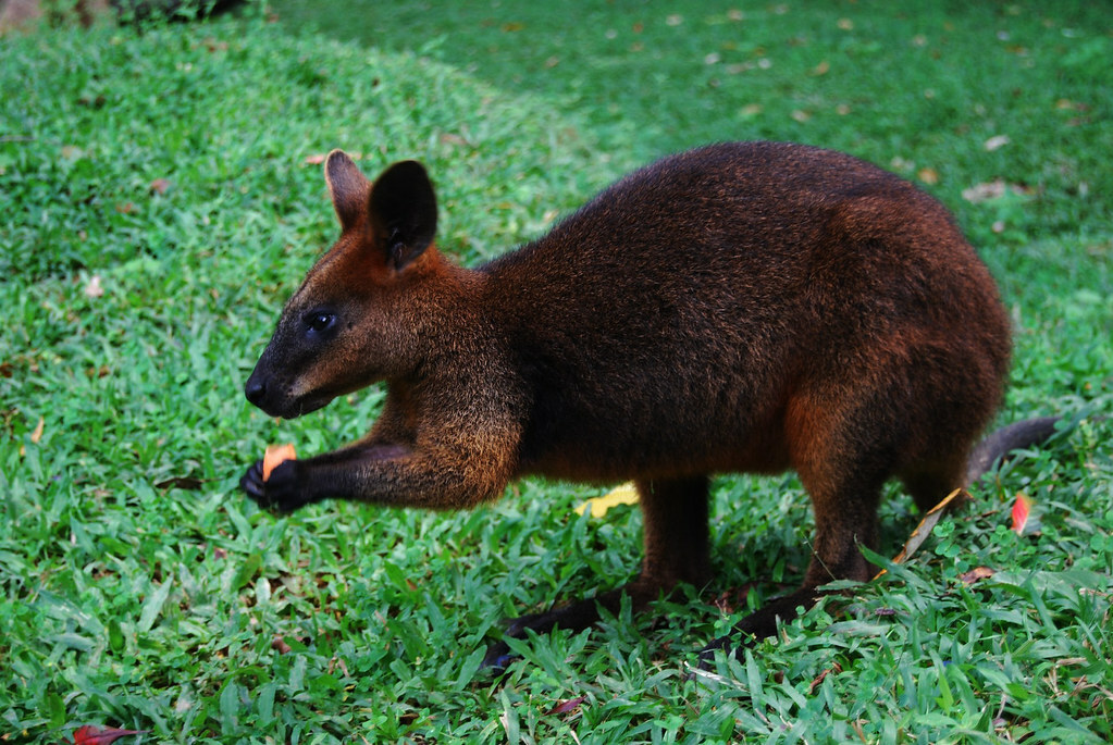 Животные австралии фото с названиями животные австралии фото с названиями