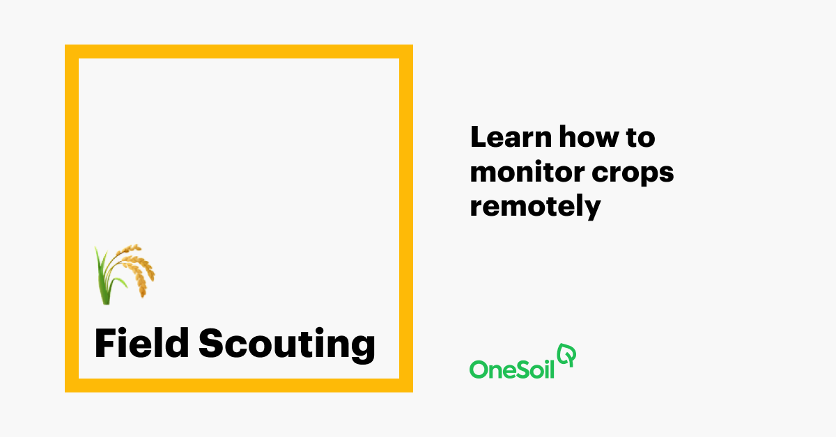 Field Scouting — OneSoil Blog