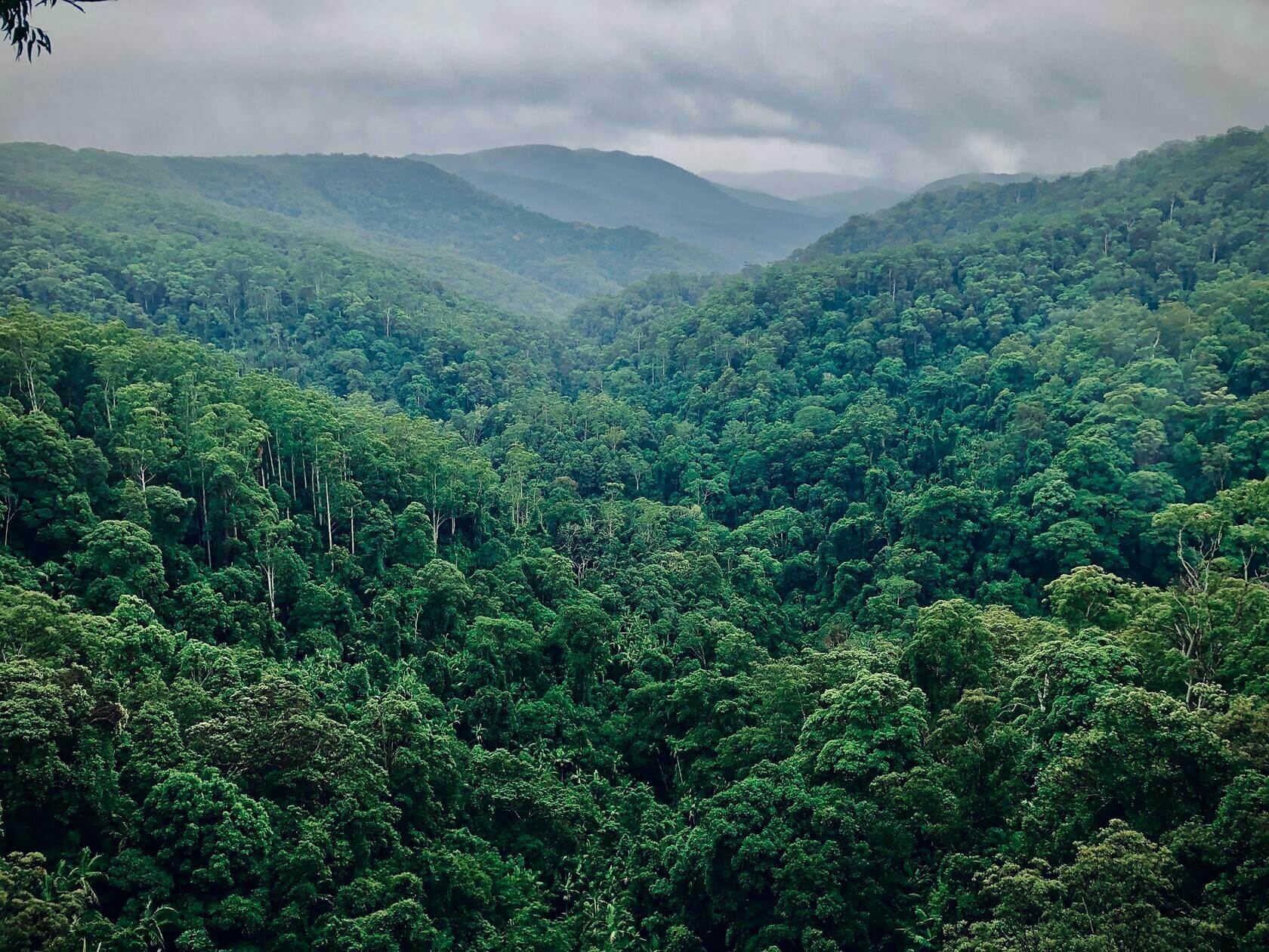 Rainy Forest