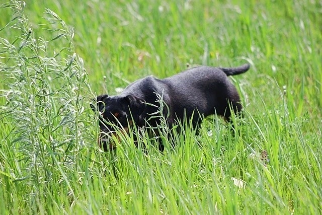 Поисковая реакция у ягдтерьера