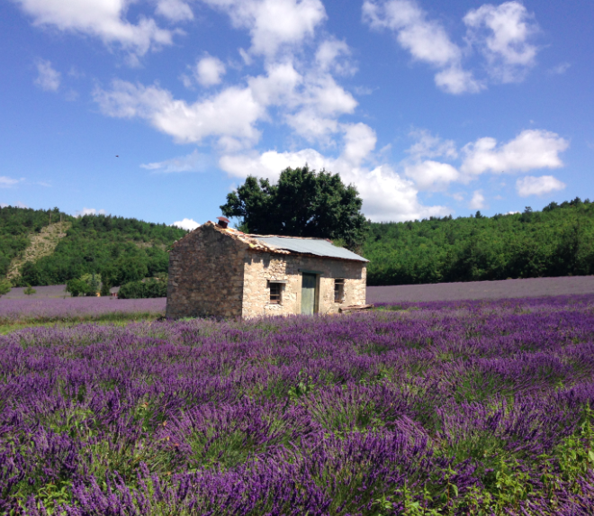 фотосессия в лаванде